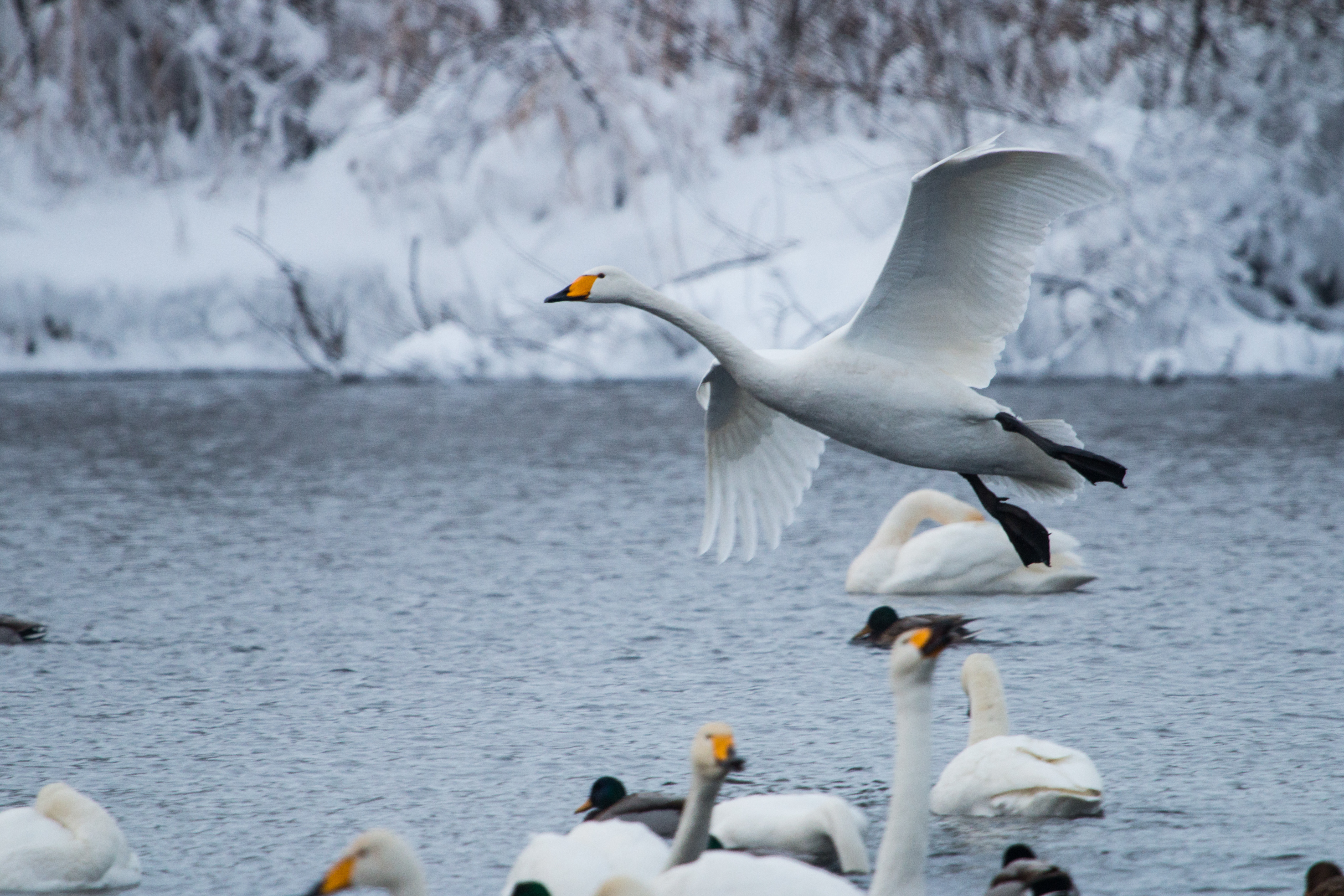 Когда прилетают лебеди. Лебединый заказник Алтайский. Лебединое озеро светлое Алтайский край. Лебеди прилетели. Лебеди прилетают весной.